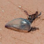 Медуза в плитките води на морския бряг