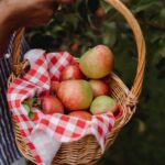 Кошница с прясно набрани червени и зелени ябълки в овощна градина